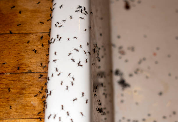 Best Exterminator Services  in Olyphant, PA